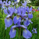 (100+ Seeds) Blue Iris Flowers Seeds/Perennial Plant Seeds/IRIS Home Garden Decoration Seeds for Planting