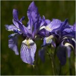Seed Needs, Wild Blue Iris Seeds for Planting (Iris missouriensis) Single Package of 200 Seeds – Heirloom & Open Pollinated, Attracts Pollinators
