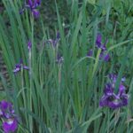 Iris versicolor (Northern Blue Flag Iris) Perennial, blue flowers, 1 – Size Container