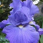 Feedback Blue BEARDED REBLOOMING IRIS (1) Rhizome/Bulb/Root Ready for Planting Now