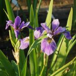 CHUXAY GARDEN Iris Virginica Seed 1 oz Seeds Southern Blue Flag Ornamental Flowering Plant Great Courtyard Flower Easy Cultivating