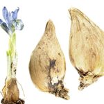 Blue Iris Bulbs for Planting – 10 Bulbs, Easy to Grow Perennial Iris