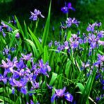 Iris versicolor | Blue Flag | Dagger Flower| 20_Seeds