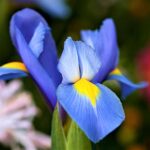 Easy to Grow Dutch Iris ‘Blue Diamond’ Plant Bulbs (20 Pack) – Blue & Yellow Flowering Blooms in Late Spring Gardens