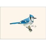 Earth Sky + Water – Blue Jay Notecard Set – 8 Blank Cards with Envelopes