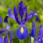 Blue Magic Dutch Iris Bulbs – Perfect Cut Flower Variety, Blue Magic Iris Bulbs for Planting – Sweet Fragrance Iris Flowering Plant (20 Pack)