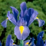 Votaniki Sapphire Beauty Dutch Iris Bulbs – Stunning Blue Blooms | Blue Dutch Iris Flower Bulbs, Low Maintenance and Stunning Blue Flowers – Easy to Grow (12 Pack)