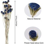 XHXSTORE 36 Pcs Natural Dried Flowers Bouquet Bulk Blue Dried Craspedia Billy Button Balls Flowers Dried Floral Arrangements for Home Boho Vase DIY Kitchen Table Wedding Decor