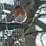Erva Bluebird Feeder – Includes Meal Worm Cup – Designed to Keep Squirrels Out – Made in The USA
