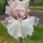 Blue Buddha Farm – Beauty Within Bearded Iris Bulb – Easy to Grow Perennial Flower Rhizome for Planting