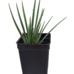 Blue-Eyed Iris Grass – Sisyrinchium – Lucerne – Indoors or Out – 2.5″ Pot