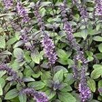 Blue Spice Basil Seeds (Ocimum americanum) Packet of 100 Seeds