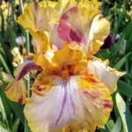 Bearded Iris Toucan Tango – Fragrant – Easy to Grow Fall Planting Perennial Bulb Rhizome | Blue Buddha Farm