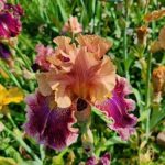 Blue Buddha Farm – Funday Monday Bearded Iris Bulb – Easy to Grow Perennial Flower Rhizome for Planting