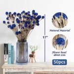 50 Pcs Natural Blue Dried Thistle Flowers Bouquet, Bulk Dried Craspedia Billy Balls Button Plant, 17” DIY Floral Arrangements for Home Boho Kitchen Table Wedding Vase Decor