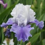 Blue Buddha Farm – Mariposa Skies Bearded Iris Bulb – Easy to Grow Perennial Flower Rhizome for Planting